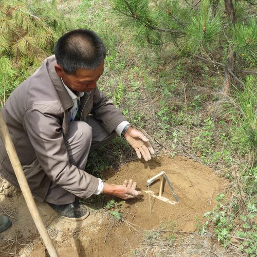 冯建军配图 投放人工捕鼠弓箭
