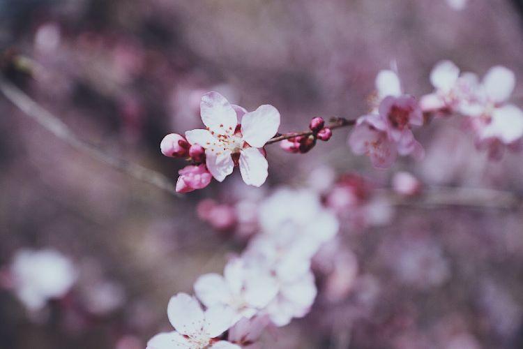 【一点庆阳】次第花开（马野）