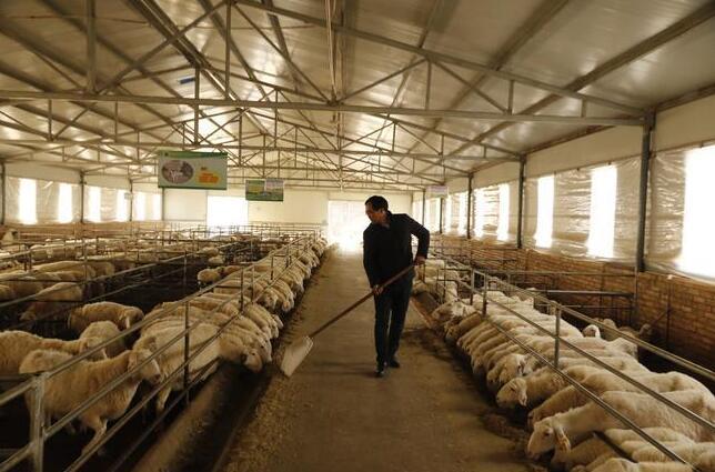 【庆阳视频】村民当起来“羊”老板 撂荒地理种草忙