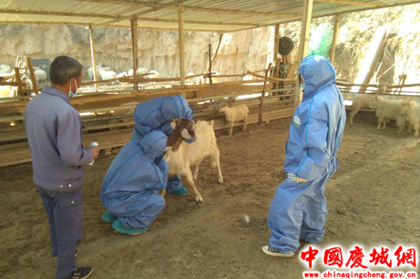 工作人员严格按照规范操作对已免疫的羊,牛,猪,鸡进行实地采血,共采集