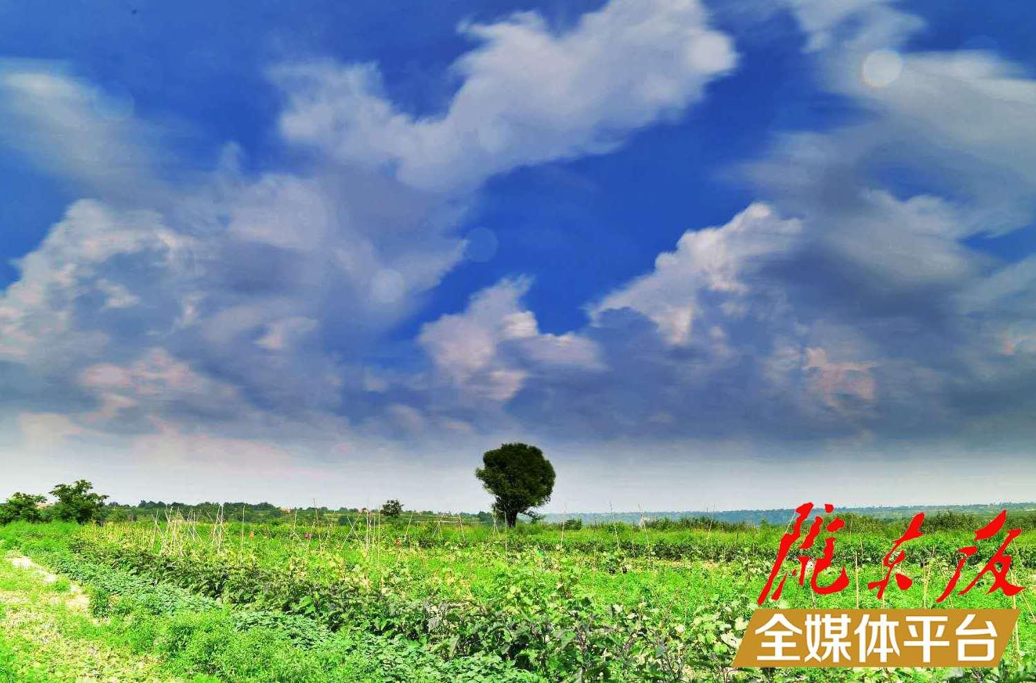 养鸡致富经_致富养鸡散养鸡技术_致富养鸡视频