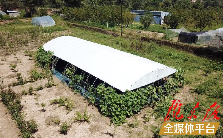 致富养鸡散养鸡技术_养鸡致富经_致富养鸡视频