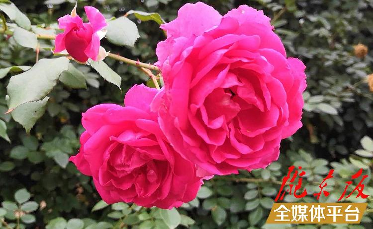 致富养鸡散养鸡技术_致富养鸡视频_养鸡致富经
