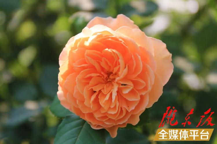 养鸡致富经_致富养鸡视频_致富养鸡散养鸡技术