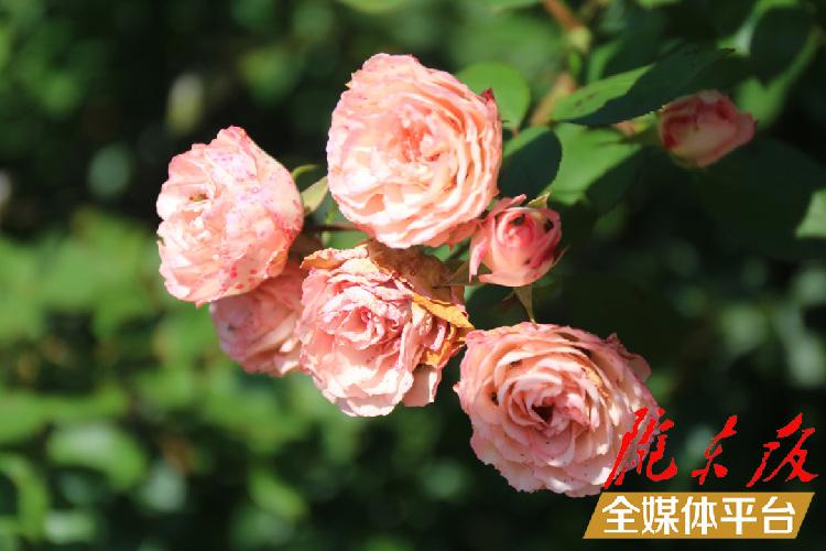 养鸡致富经_致富养鸡散养鸡技术_致富养鸡视频