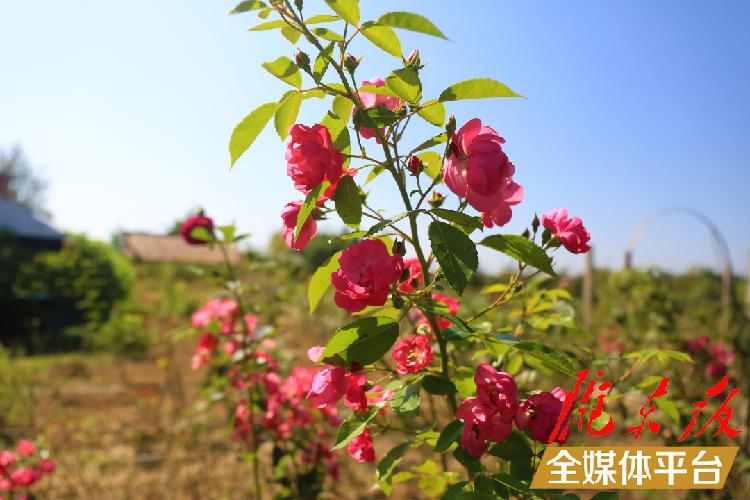 致富养鸡视频_致富养鸡散养鸡技术_养鸡致富经