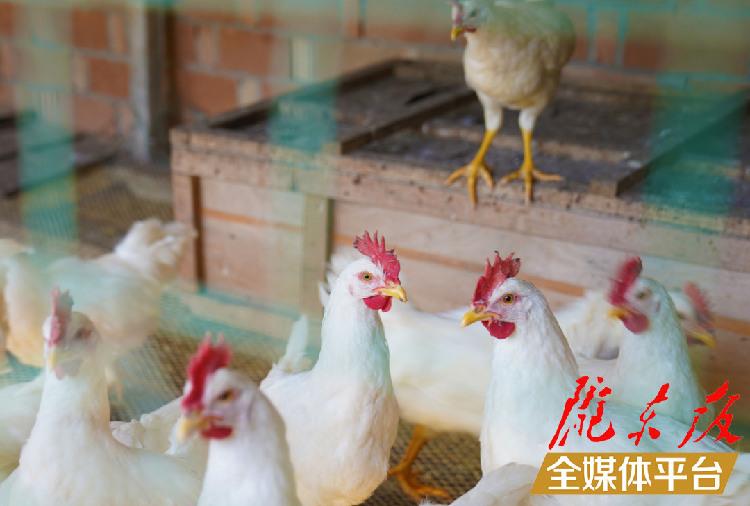 致富养鸡散养鸡技术_致富养鸡视频_养鸡致富经