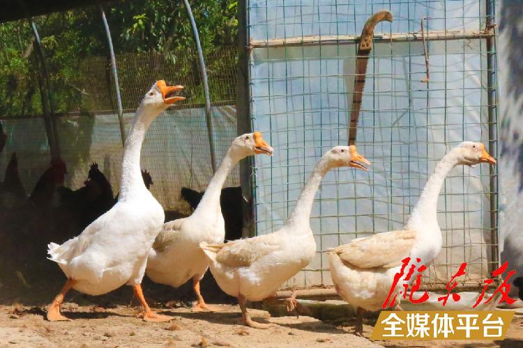 养鸡致富经_致富养鸡散养鸡技术_致富养鸡视频