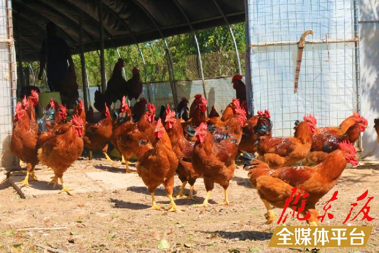 养鸡致富经_致富养鸡视频_致富养鸡散养鸡技术