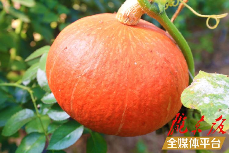 致富养鸡视频_致富养鸡散养鸡技术_养鸡致富经