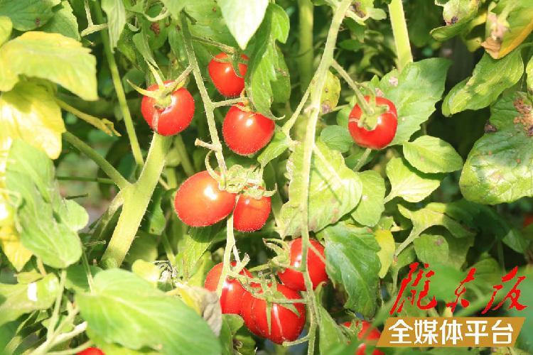 致富养鸡散养鸡技术_养鸡致富经_致富养鸡视频