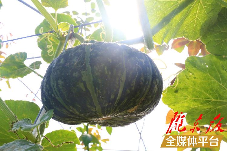 致富养鸡视频_致富养鸡散养鸡技术_养鸡致富经
