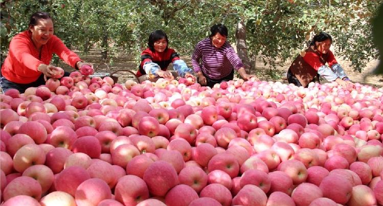 七年深耕不息 庆阳果农用真心栽培177万亩苹果
