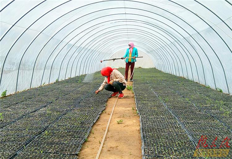 雪后温室蔬菜大棚生产要注意调节温、湿、光、气