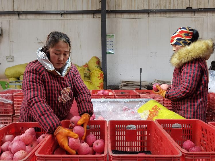 【高铁来了·心声】肖正川：庆阳苹果美名扬