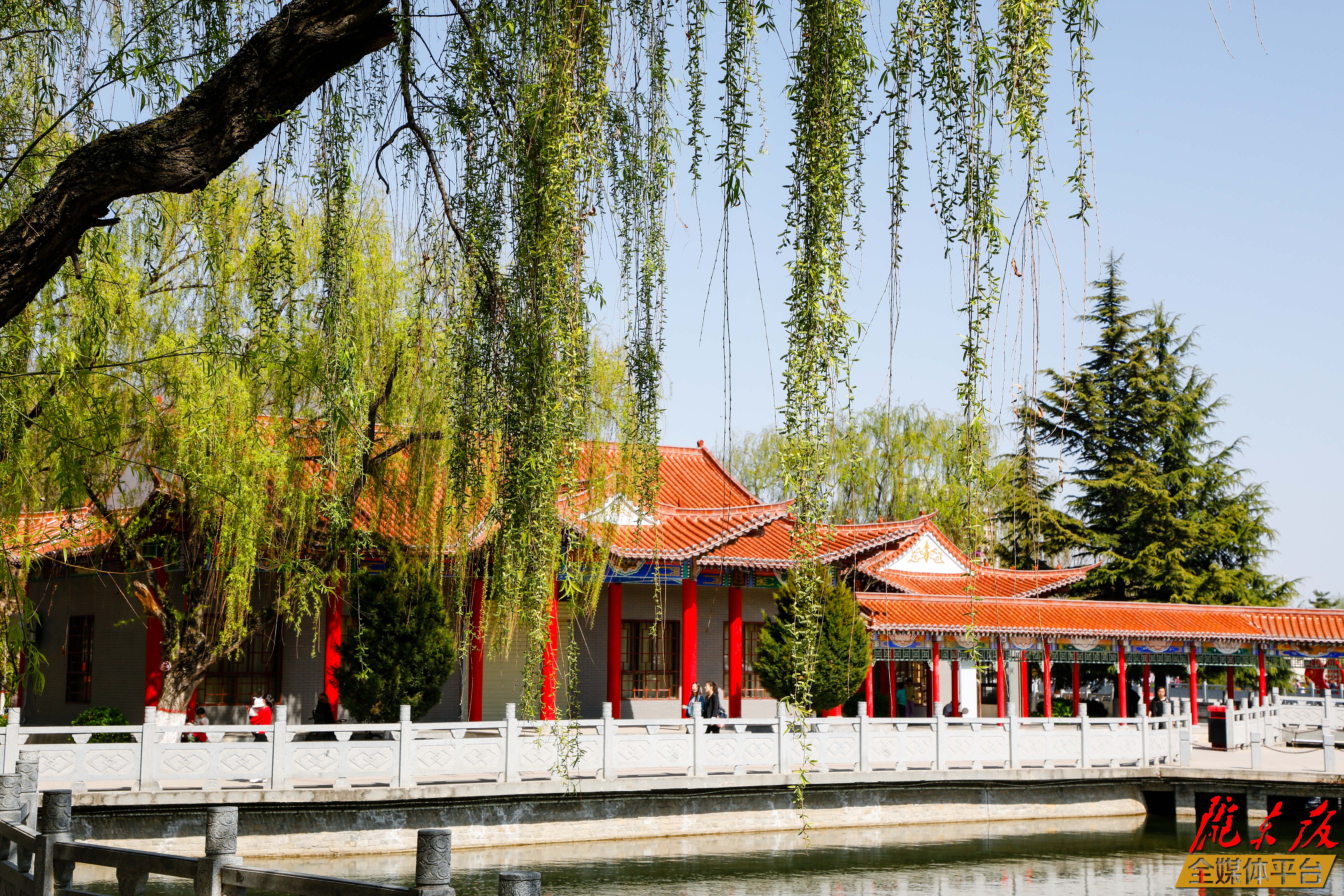 东湖公园春拂柳-摄友风采- 庆阳网-报网融合 新锐主流-陇东报社旗下