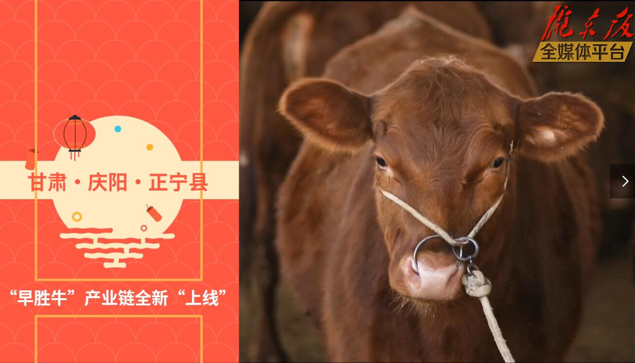 【庆阳视频】目标20万头！正宁县打造西北肉牛养殖大县