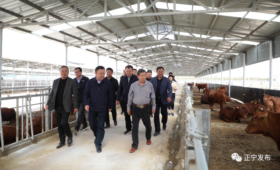 许尚忠调研指导我县陇东早胜肉牛产业发展工作-正宁 庆阳网-报网融合