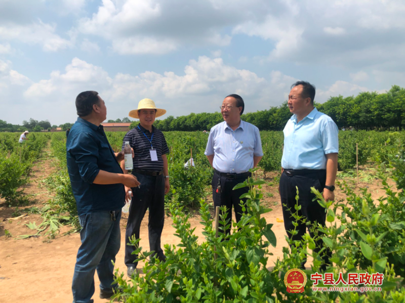 宁县春荣镇：金银花成为群众的“致富花”