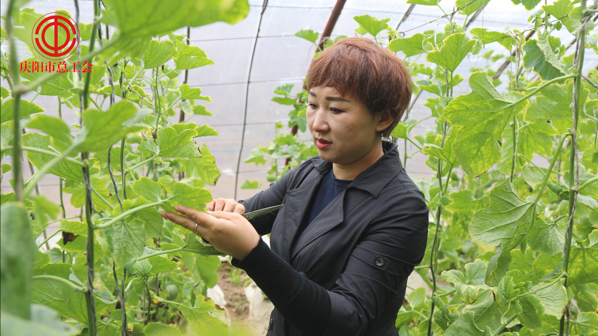 【讲述奋斗故事 激励建功立业】李晓莉：躬耕青山绿水间 服务“三农”志不悔