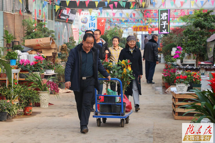 冬季花卉销售渐旺