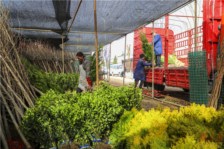 【摄影报道】植树添绿正当时，苗木市场购销渐旺