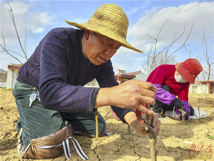 【摄影报道】不违农时忙农事，田间地头春意浓