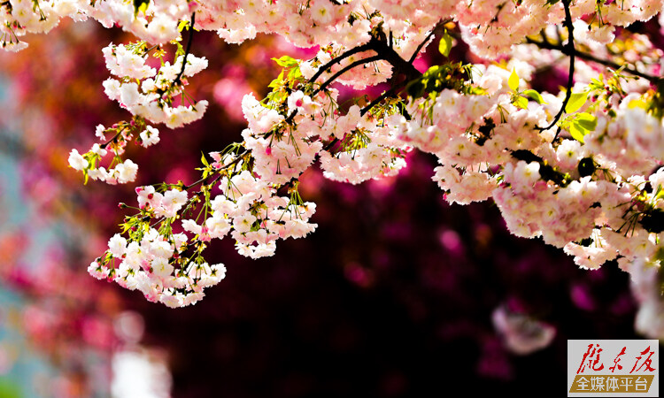 【摄影报道】烂漫樱花挂枝头，醉入人间四月天
