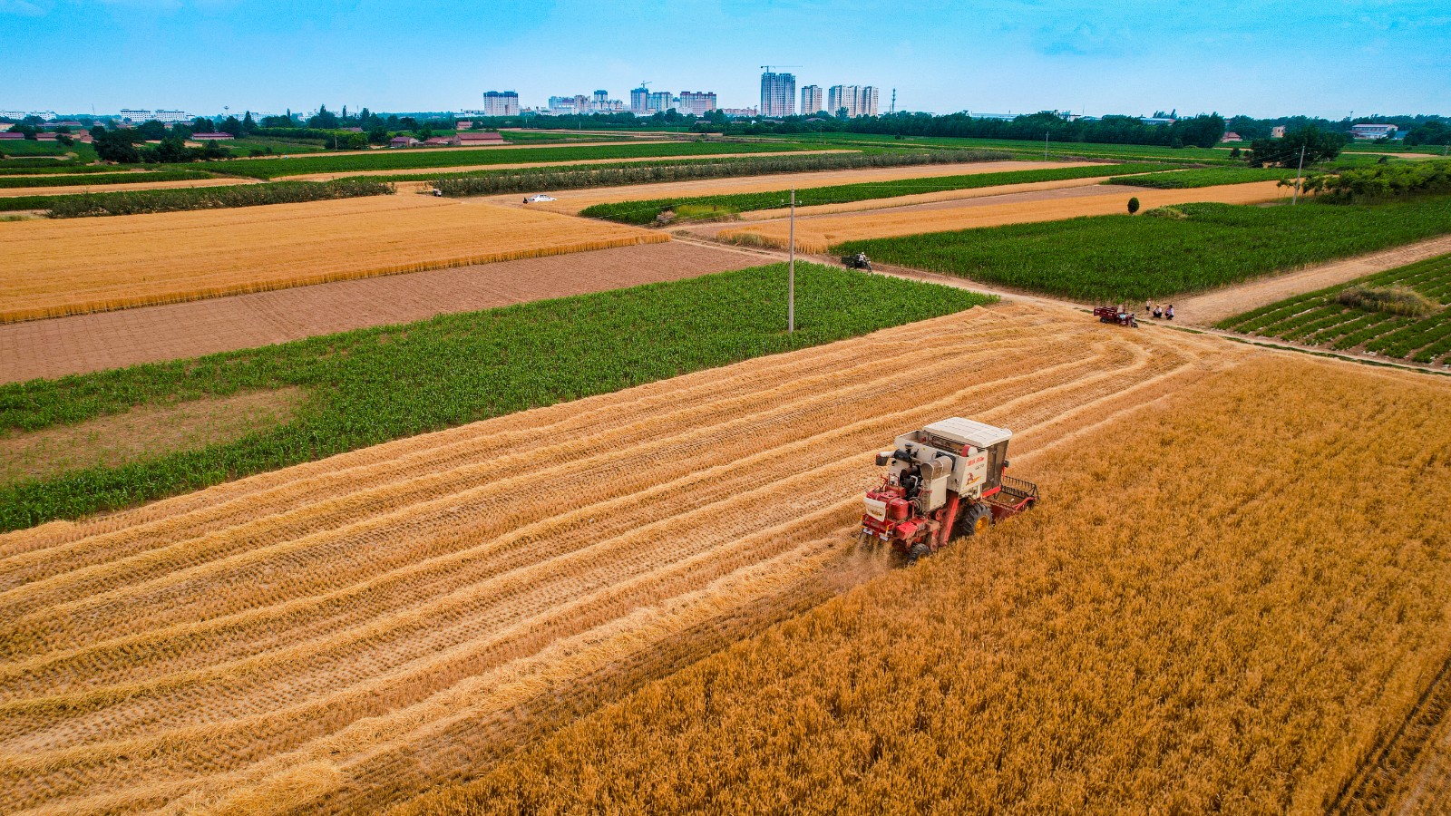 宁县40余万亩小麦开镰收割