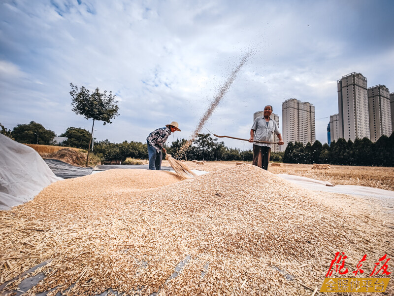 董志镇周岭村的村民正在晾晒小麦。