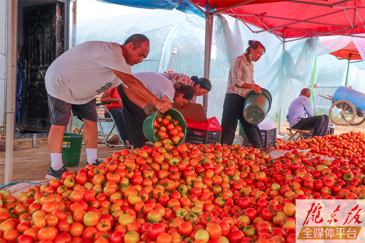 【摄影报道】西峰区：种植瓜菜8.81万亩