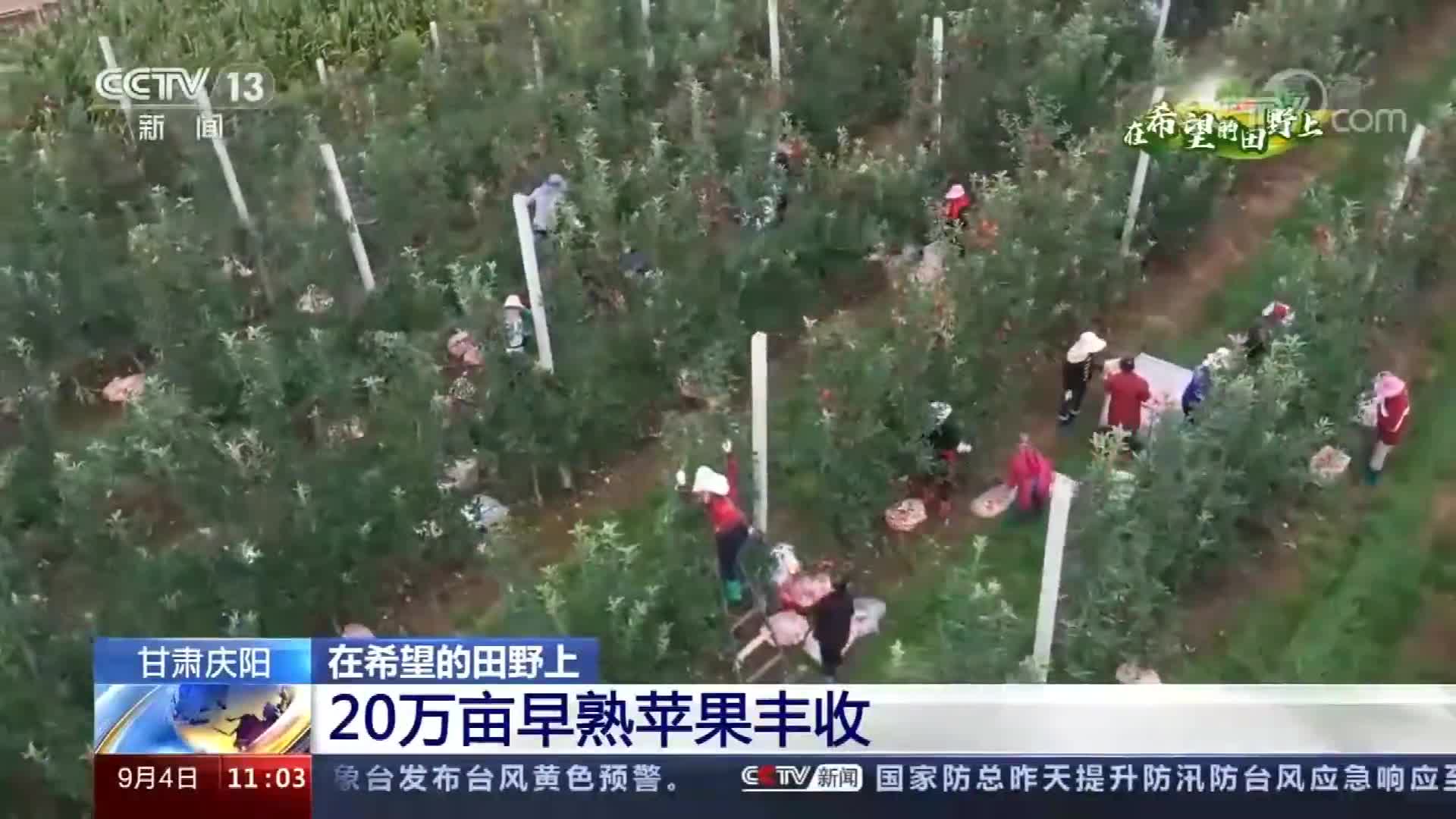 【新闻直播间】在希望的田野上｜甘肃庆阳20万亩早熟苹果丰收