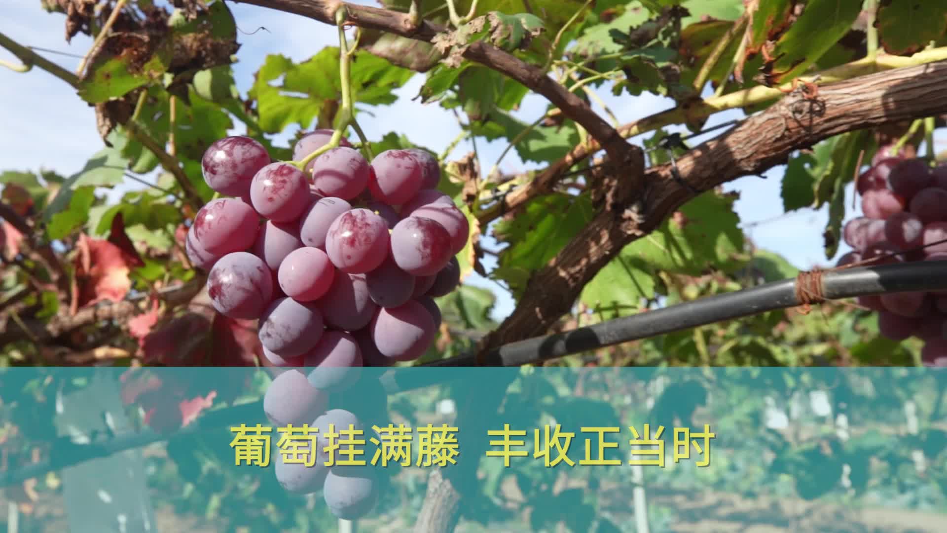 【庆阳视频】葡萄挂满藤 丰收正当时
