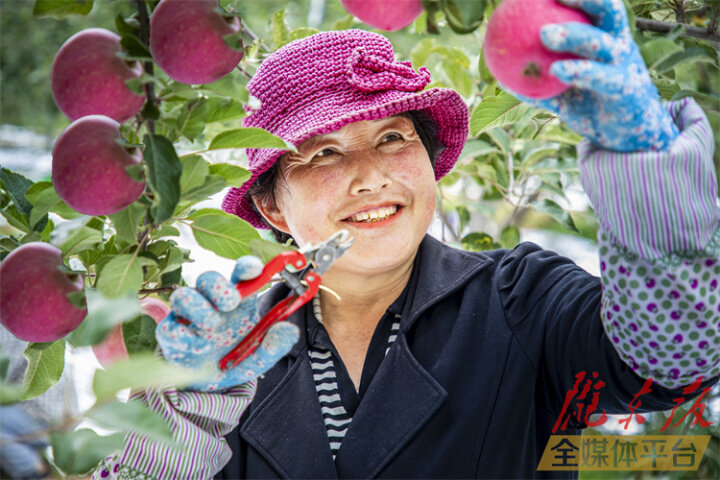 【图说庆阳】西峰区董志镇郭堡村：发展苹果产业助农增收