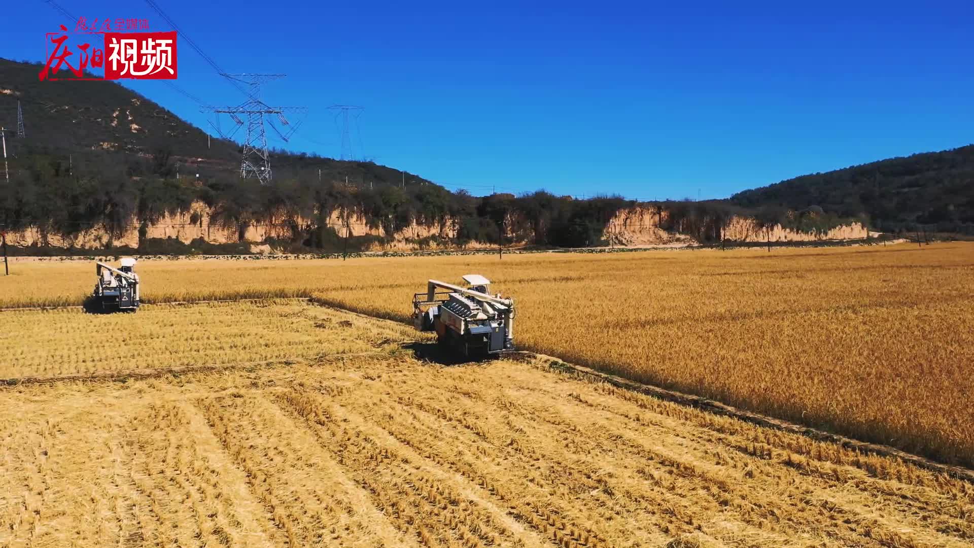 【庆阳视频】合水县：太白镇千亩水稻迎丰收