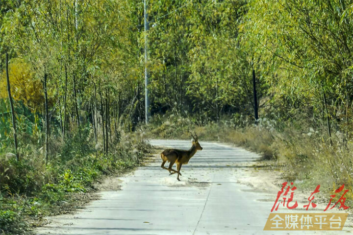 【图说庆阳】合水县：狍子在子午岭林间漫步