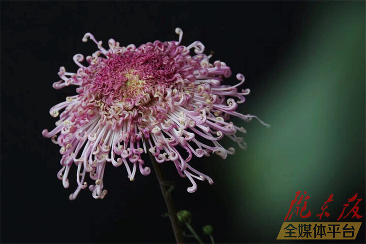 【图说庆阳】菊花图谱③