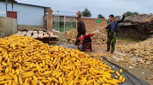 镇原县太平镇兰庙村：小山村的新活力