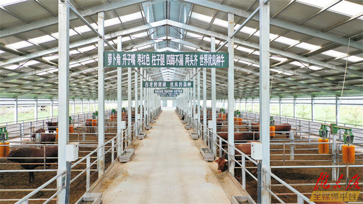 突出优势特色 实施牵引带动——庆阳市推动现代畜牧业高质量发展