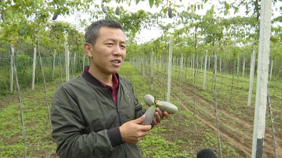 涂旭东：栽植“八月瓜” 走出致富路