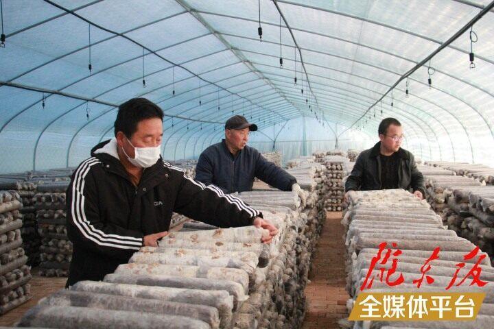 【新春走基层】西峰区司官寨村：食用菌种植激活乡村振兴新动能