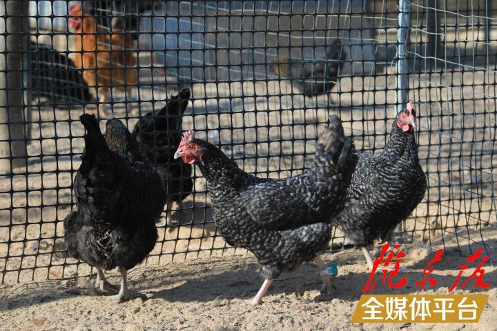 【新春走基层】“跑步鸡”跑出智慧养殖新路子