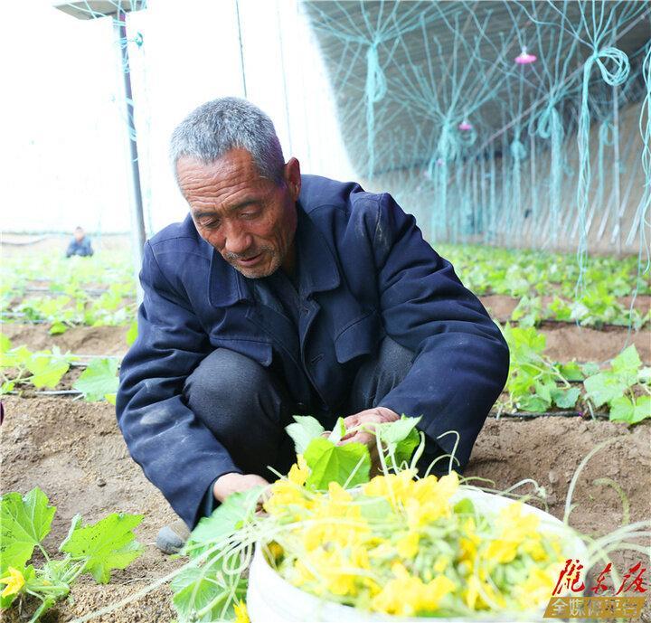 【新春走基层】板桥镇锦坪村：“大棚经济”振兴乡村  蔬菜产业强村富民