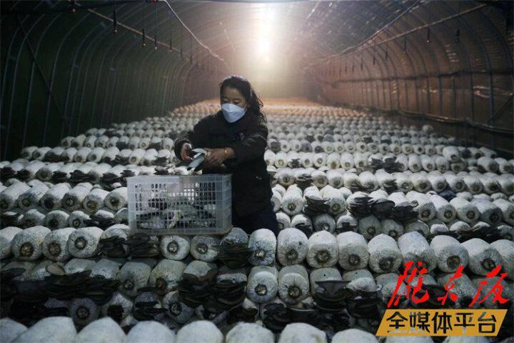 【新春走基层】小蘑菇里的生态致富经