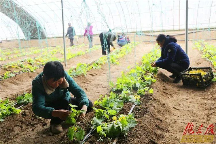 【新春走基层】大棚经济振兴乡村 蔬菜产业强村富民