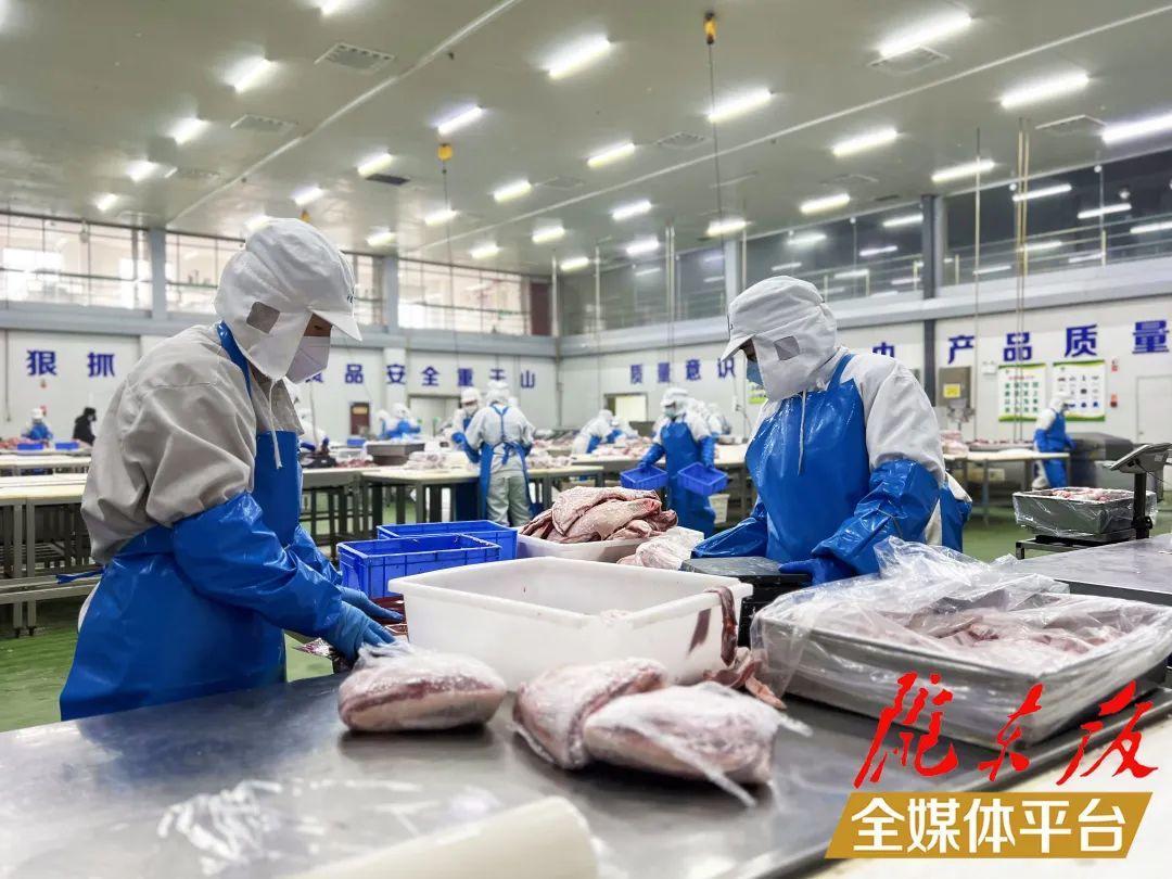 【新春走基层】开年势头好 羊肉生产忙