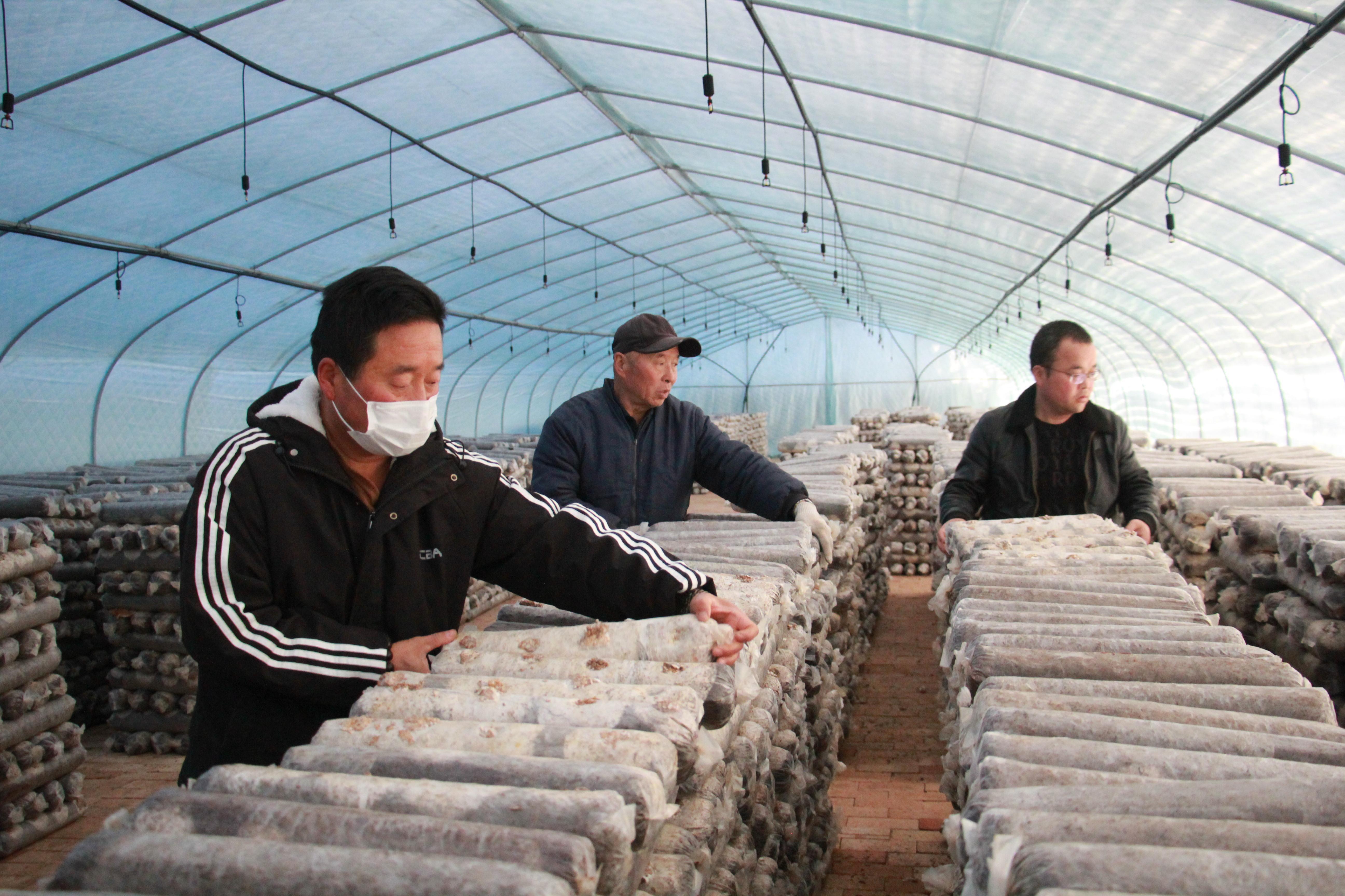 后官寨镇司官寨村：食用菌种植激活乡村振兴新动能