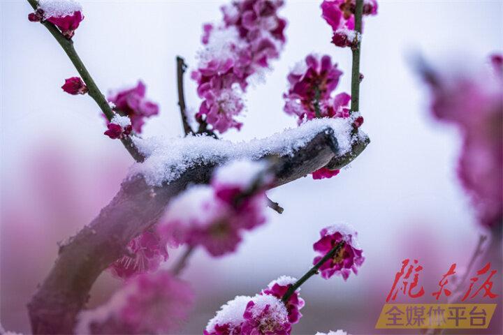 【美图庆阳】踏雪寻梅