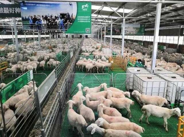 环县羊羔肉迎来新年出口第一单