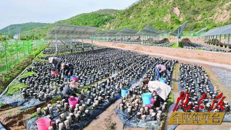 在华池县城壕镇余家砭村的现代农业菌光互补产业园种植基地，工人们采摘木耳。 本报记者 谷羿 摄